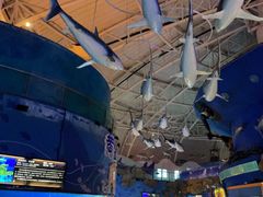 -烟台海昌鲸鲨海洋公园