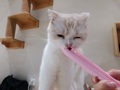 -藏猫猫咖啡主题馆(中央大道店)