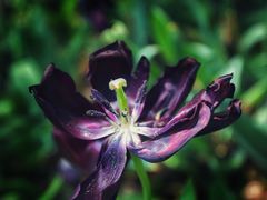 -上海鲜花港
