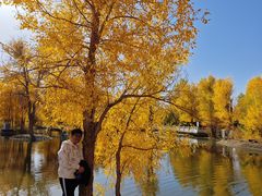 -金塔沙漠胡杨林景区