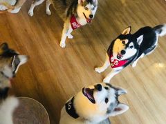 -Husky Go! 哈士奇体验馆·宠物咖啡厅狗咖