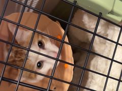-伟伟宠物医院·CT影像中心·瑞派犬猫综合性门诊(汉口总院)