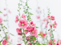 -上海辰山植物园