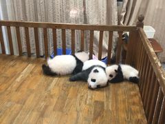 大熊猫宝宝-成都大熊猫繁育研究基地