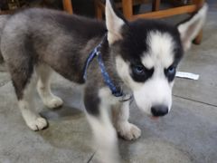 -乐山第一家临江鳝丝(茶坊路店)