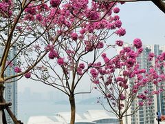 -狐尾山公园