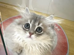 -青奢宠物·青奢猫舍