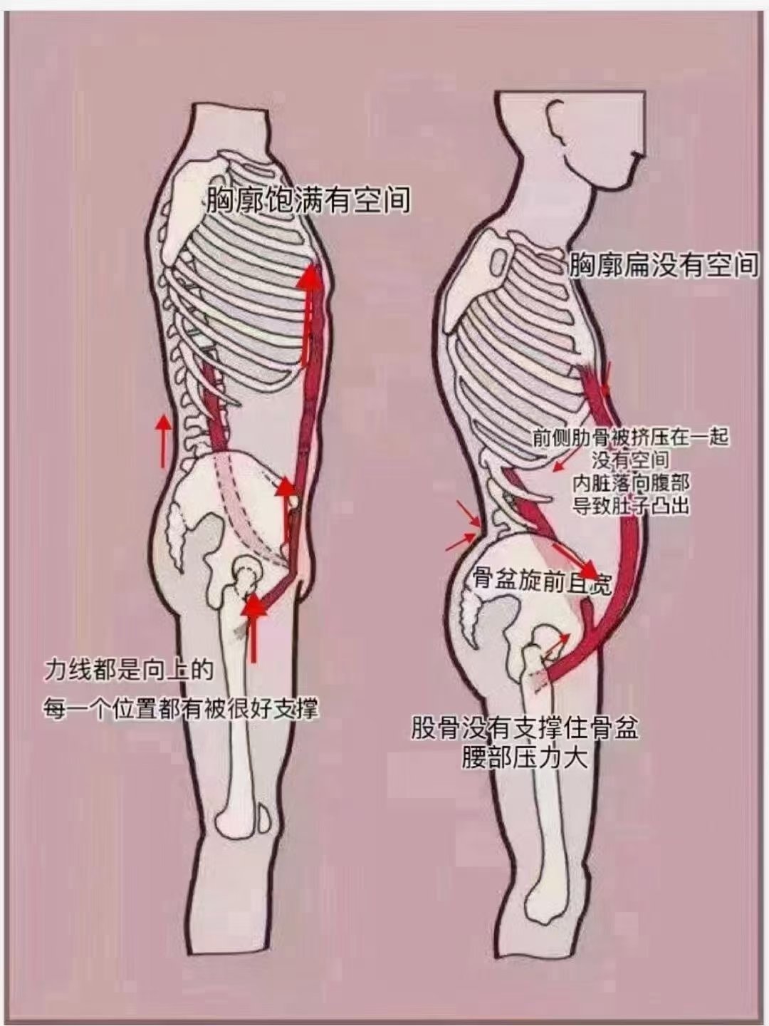 胸廓角度图片图片