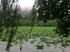 -河口景区