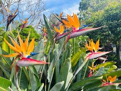 -EG Waterhouse Camellia Gardens Sutherland Shire