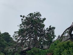 -北陵公园