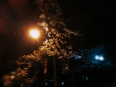 -武汉大学-樱园