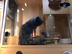 -PETKIT 小佩宠物·低压洗护·美容·寄养(安远店)