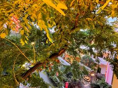 -巴倒烫陆派重庆火锅(南山店)
