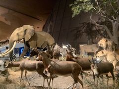 -贝林大翅鲸简餐厅(国家海洋博物馆店)