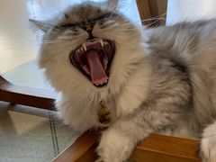 -藏猫猫咖啡主题馆(中央大道店)