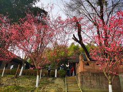 -望江楼公园