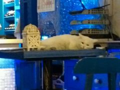 android_upload_pic-Sirena海妖日咖夜酒