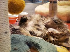 -babydoll猫舍·米努特·德文·缅因(久光中心店)