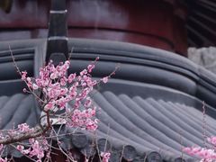 -梅花山(明孝陵内)