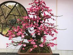 -香雪海