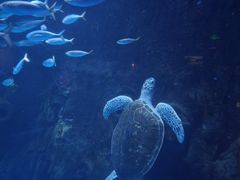 -太平洋海底世界