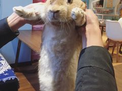 -藦茜花园宠物主题亲子互动体验馆(国顺东路店)