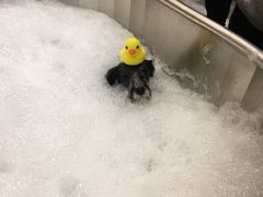 -PETKIT小佩宠物(古北店)