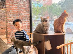-豆逗聊愈猫阁Easy Life