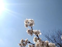 -静安公园(静安寺街道)