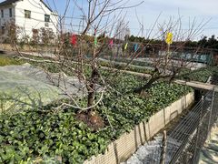 -小鱼草莓采摘园农家乐·小鱼餐厅