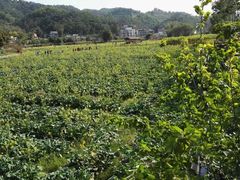 -红山村