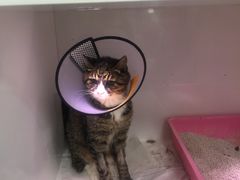 -瑞派·关忠动物医院·异宠专科·犬猫肿瘤·皮肤专科(望京店)