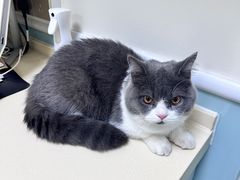 -全心全意连锁动物医院(加州店)