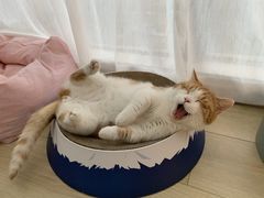 -猫儿山۰猫主题餐厅