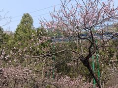 -抱犊寨风景区