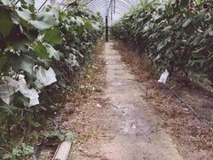 -马陆小张葡萄园农家乐