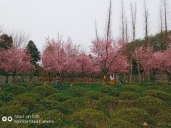-秀丽东方