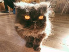 -猫的茶·猫咖