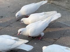 -海合安武汉极地海洋公园