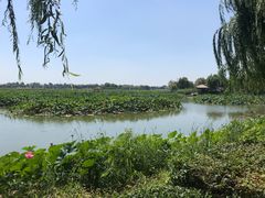 -白洋淀景区