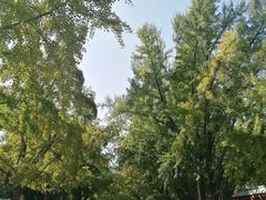 -三里屯东五街银杏大道