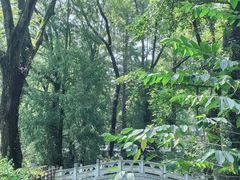 -素山寺森林公园