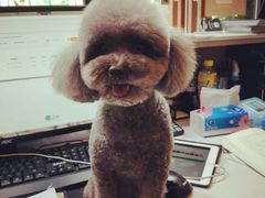 -八公叔叔宠物美容连锁(春申店)