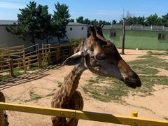 -威海华夏城景区
