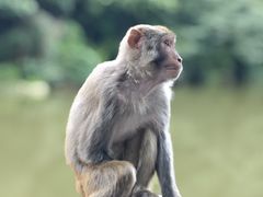 -黔灵山公园