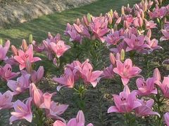 -花开海上生态园