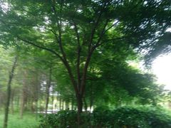 -昆山城市生态森林公园