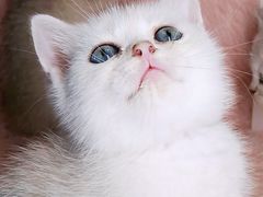 -十年猫舍·猫咪专门店(普陀店)