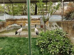 -成都动物园